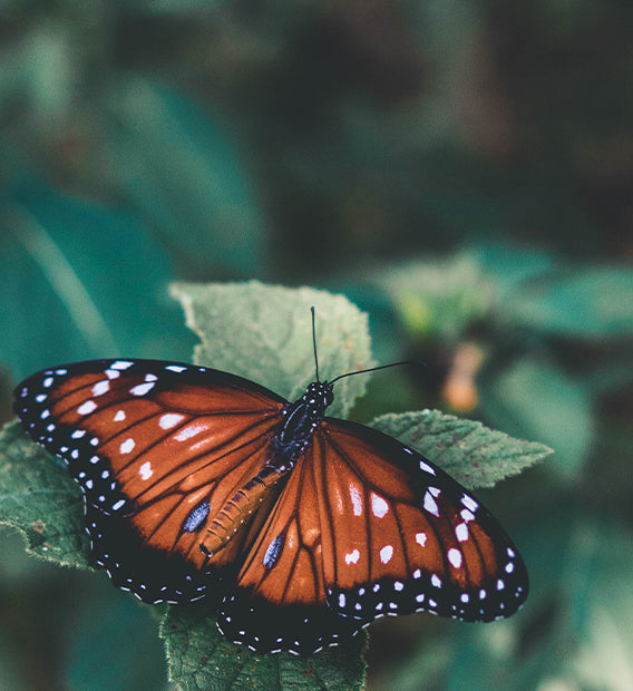The Miracle of the Monarch Migration